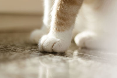 Close-up of cat on floor