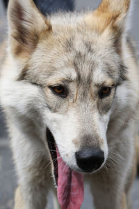 Close-up portrait of dog