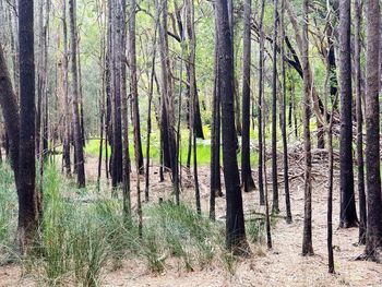 Pine trees in forest