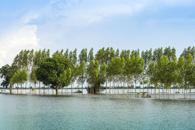 Trees growing by river against sky