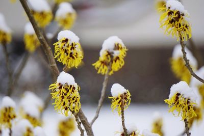 Close-up of yellow flowering plant