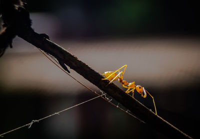 Close-up of insect on web