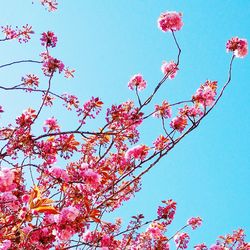 Low angle view of pink flowers