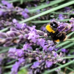 Close-up of bee pollinating on purple flower