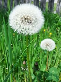 Close-up of dandelion flowers