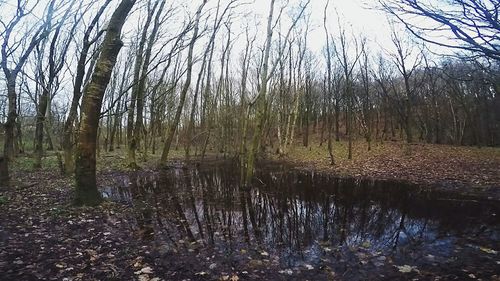 Reflection of trees in lake