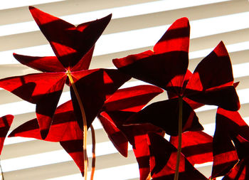 Close-up of red balloon