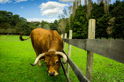 Cows on grass against trees