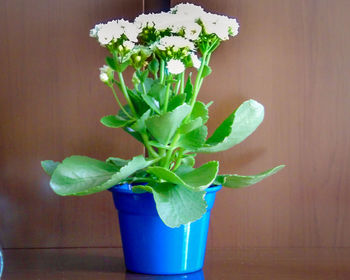 Close-up of potted plant on table