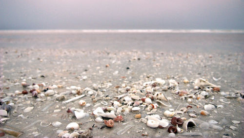 Close-up of pebbles on beach against clear sky