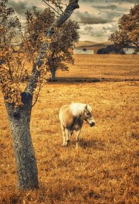 Dog standing on grassy field