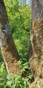 Low angle view of trees growing in forest