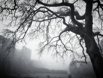 Low angle view of bare tree against sky