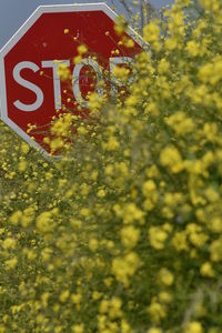 Close-up of yellow flowers