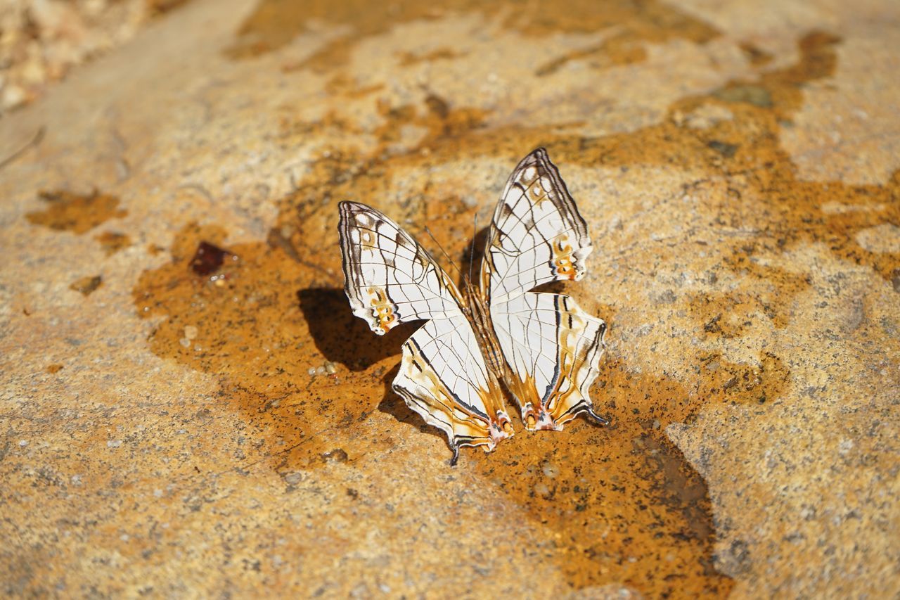 HIGH ANGLE VIEW OF BUTTERFLY ON ROCKS