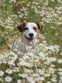 Portrait of white dog