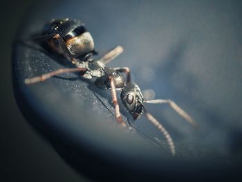 Close-up of spider