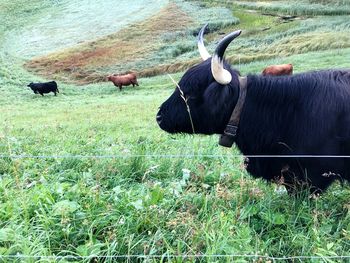 View of sheep on grassy field