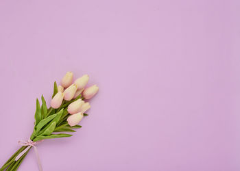 Close-up of pink rose flower against wall