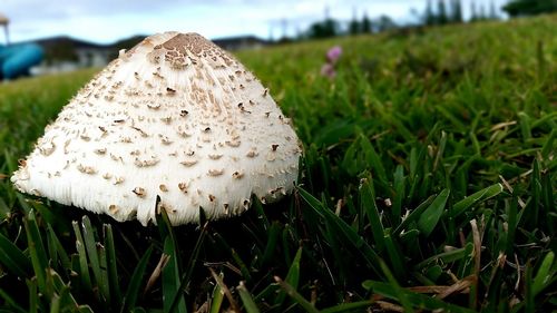 Close-up of mushroom growing on field