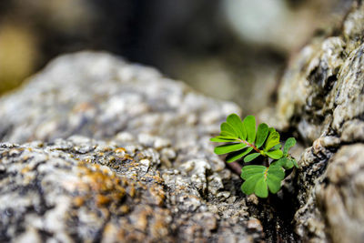 Close-up of small plant growing on rock