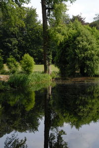 Scenic view of lake against trees in forest