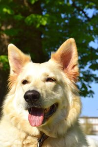 Close-up of a dog looking away