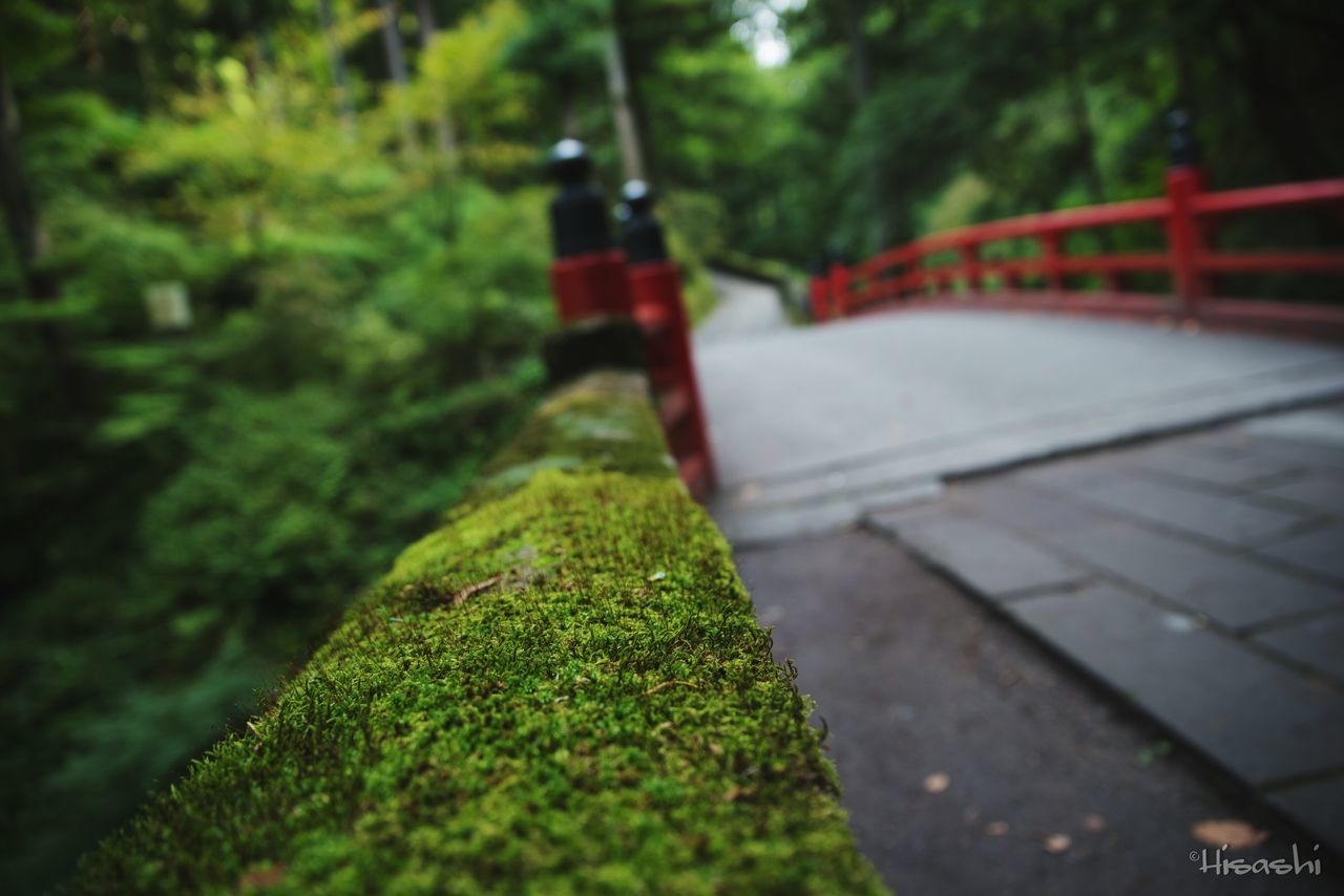 nature, green color, outdoors, no people, day, growth, tree, road, plant, grass, beauty in nature, close-up