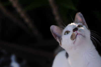 Close-up of a cat