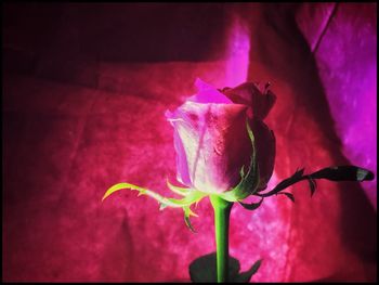 Close-up of pink rose blooming outdoors