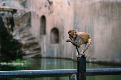 Monkey on wooden post