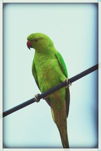 Close-up of parrot perching on branch