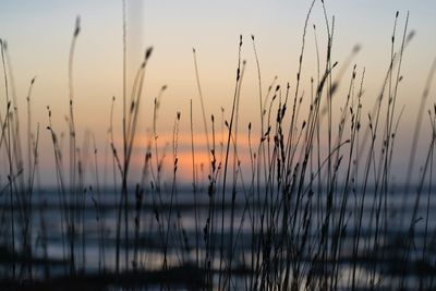 Close-up of silhouette plants against sky during sunset