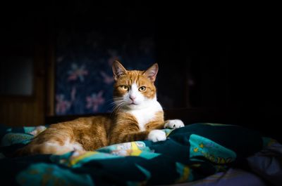 Close-up portrait of an alert cat lying on the bed