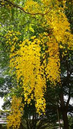 Yellow flowering plants and trees in park during autumn