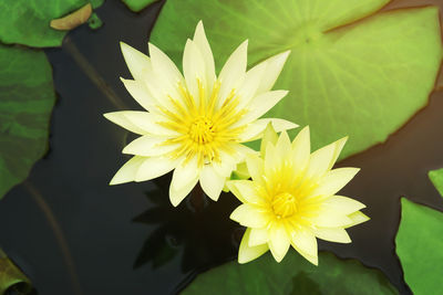 Close-up of yellow flowering plant