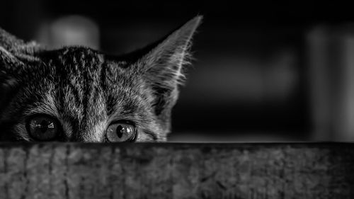 Close-up portrait of a cat