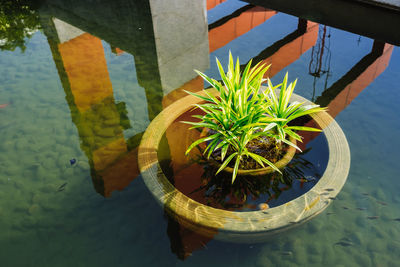 High angle view of potted plants by swimming pool