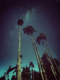 Low angle view of trees against sky at night