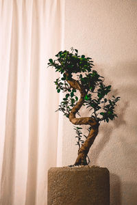 Close-up of christmas tree against wall at home