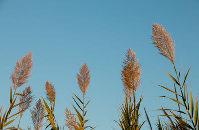 Low angle view of stalks against clear blue sky