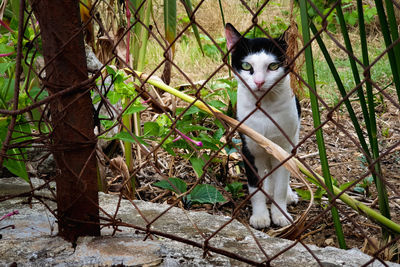 Portrait of cat sitting by plants