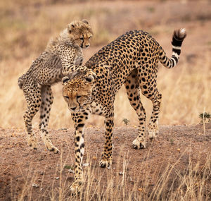 View of two cats on land