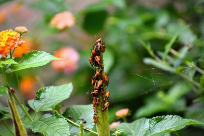 Orange and black bugs on butterfly plant.