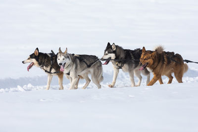 View of dogs on snow covered land