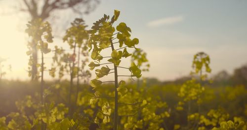 Close-up of tree against sky