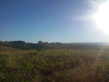 Scenic view of field against clear sky