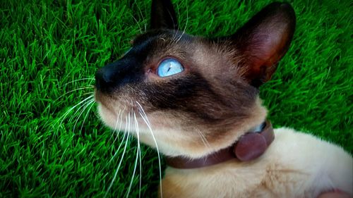 Close-up of cat on grass