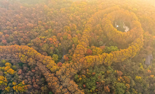 High angle view of trees in forest during autumn