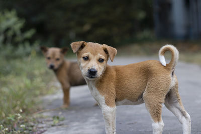 Cute street puppies looking for food on road green background